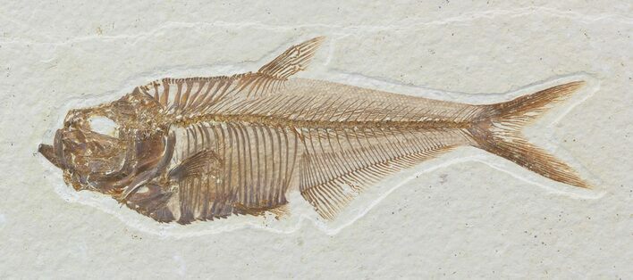 Detailed, Diplomystus Fossil Fish - Wyoming #52218